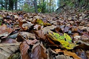 18 Strada sterrata colorata d'autunno